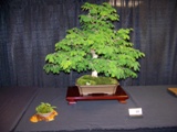 Annual Show 2011 - 16 2011